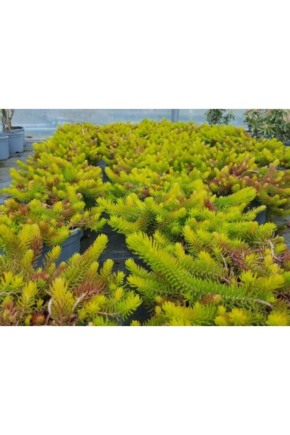 Очиток гірський Ангеліна саджанці в садовому центрі